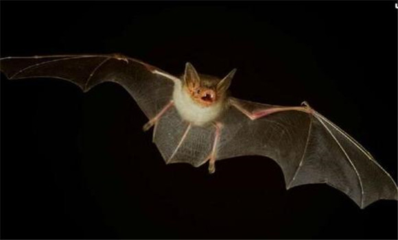 蝙蝠是胎生還是卵生
