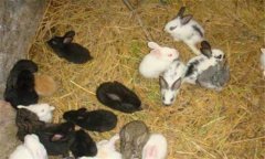 幼兔怎么養(yǎng)，飼養(yǎng)幼兔需注意什么？