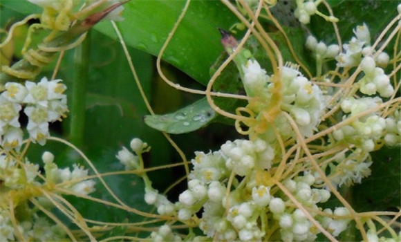 菟絲子有補(bǔ)肝養(yǎng)血、養(yǎng)精明目的功效