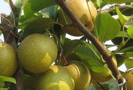 梨樹(shù)管理技術(shù)