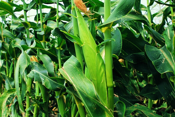 甜玉米種植技術(shù)要點