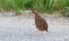 鵪鶉怎么養(yǎng)下蛋多，鵪鶉的育雛方法與日常管理