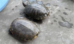 甲魚和王八一樣嗎？甲魚的生長周期是多少天