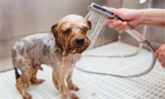 幼狗什么時(shí)候可以洗澡?幼狗的飼養(yǎng)管理要點(diǎn)