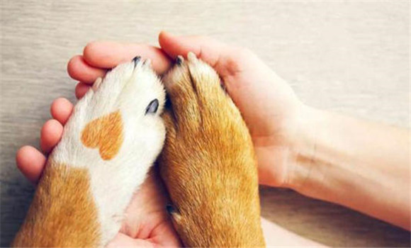 仔狗的運動、擦拭與修剪趾甲