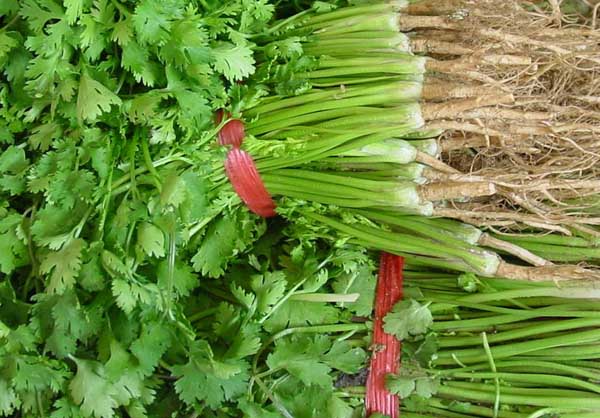 香菜的種植方法 香菜種植管理方法