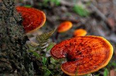 野生靈芝的功效與作用 吃野生靈芝好嗎？