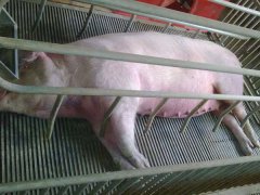 如何治療母豬子宮炎，防治措施有哪些？