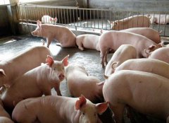 如何防治豬氣喘病，藥物預防和凈化方法簡介