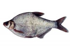 武昌魚的生活習(xí)性和養(yǎng)殖條件，魚種如何培育