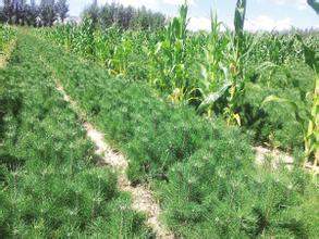 樟子松育苗及種植技術(shù) 樟子松育苗技術(shù)