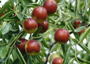 冬棗病蟲(chóng)害防治技術(shù)