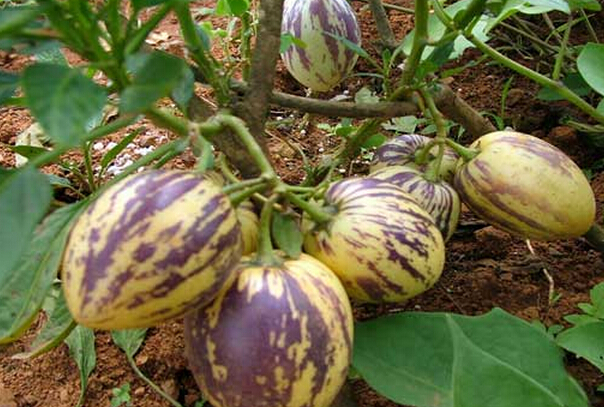 青海人參果的功效與作用 人參果的作用