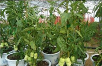 人參果育苗技術(shù)