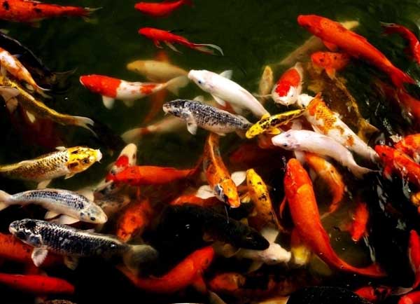 觀賞魚的品種知識(shí)