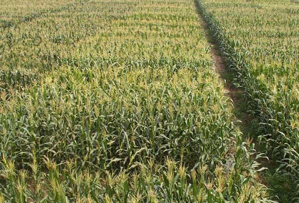 玉米病蟲害防治技術