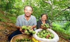 核桃的采收時(shí)間、采收方法 新摘核桃如何脫青皮