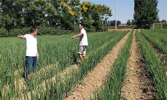 大蔥種植方法與步驟