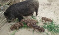 野豬和家豬能產生后代嗎？特種野豬的養(yǎng)殖方法