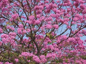 花卉怎么養(yǎng)