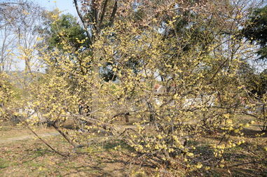 臘梅的功效 臘梅的營養(yǎng)價(jià)值和藥用價(jià)值 臘梅的功效與作用