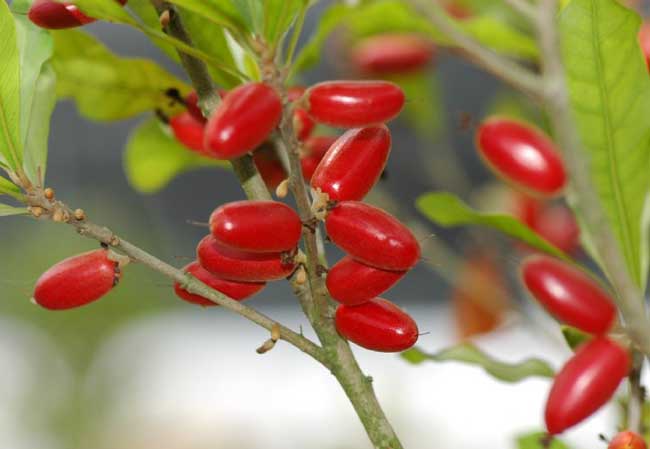 其他果樹(shù)種植方法