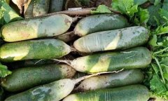 家庭如何保存胡蘿卜？教你怎樣貯藏蘿卜、胡蘿