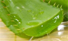 蘆薈能延緩衰老嗎？如何自制蘆薈美容品