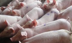 如何預(yù)防、防止仔豬下??？