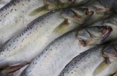 養(yǎng)殖三文魚(yú)的環(huán)境條件，三文魚(yú)苗種的放養(yǎng)要求