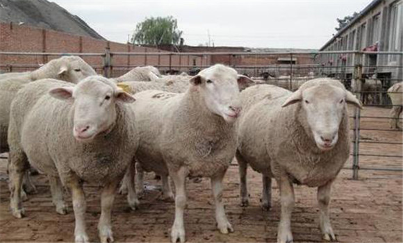 羊網(wǎng)尾線蟲病的預防要點