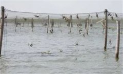 河蟹養(yǎng)殖周期是多久，河蟹怎么看肥不肥？