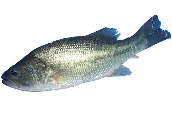 鱸魚養(yǎng)殖技術 鱸魚養(yǎng)殖方法