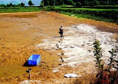 怎樣用生石灰、漂白粉、茶枯和巴豆給魚塘消毒