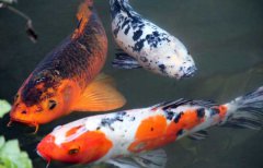 錦鯉品種有哪些？