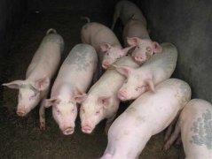 仔豬副傷寒的防治方法