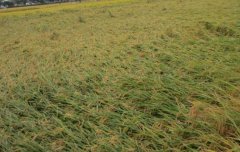 水稻倒伏的類型、原因與防治（預防）方法