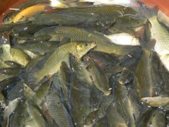 淡水魚(yú)的養(yǎng)殖方式、養(yǎng)殖條件及放養(yǎng)前的準(zhǔn)備