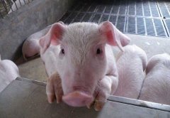 用雞糞喂豬的加工方法,雞糞的添加量(比例)