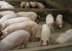 豬藍(lán)耳病如何鑒別？豬藍(lán)耳病的癥狀及治療方法