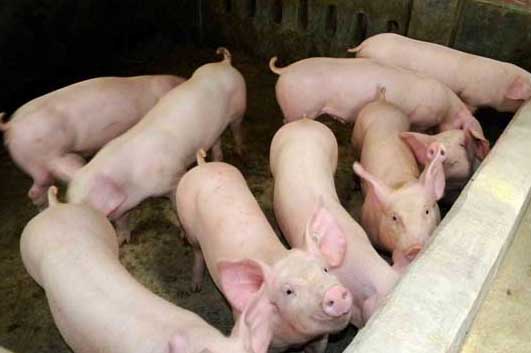 新購進(jìn)仔豬入欄前后的飼養(yǎng)管理要掌握三要點