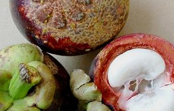 山竹的保存方法 山竹的保存時間 山竹種植方法