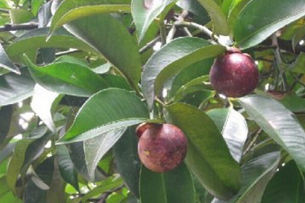 山竹的營養(yǎng)價值及禁忌 山竹的功效與作用