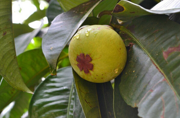 山竹的種植繁育方法 山竹怎么種植