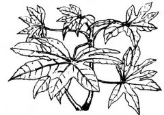 怎樣養(yǎng)護八角金盤？