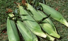 糯玉米如何進(jìn)行水肥管理？糯玉米種植技術(shù)要點