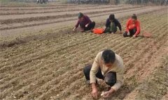 蒜苗畝產(chǎn)量多少斤 蒜苗的種植時(shí)間、方法與步驟