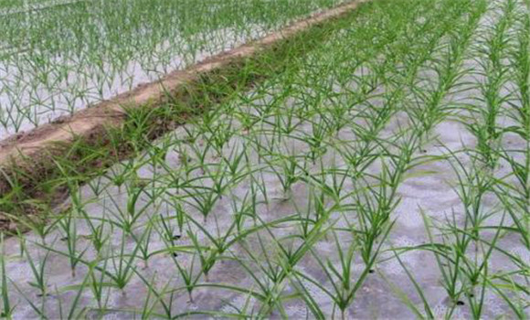 種植蒜苗的注意事項(xiàng)