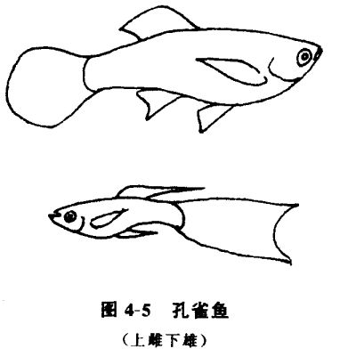 怎樣養(yǎng)孔雀魚？