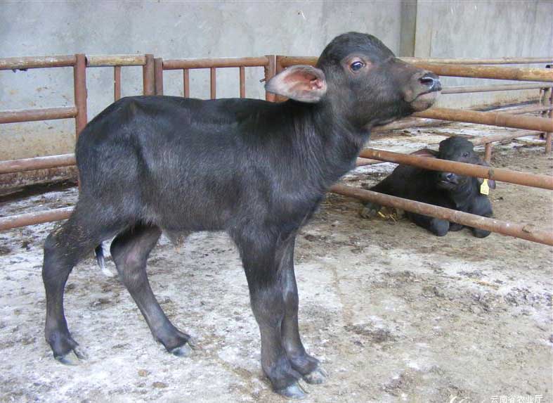 牛養(yǎng)殖技術